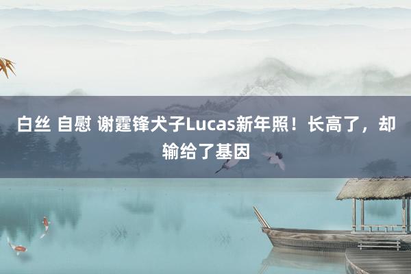 白丝 自慰 谢霆锋犬子Lucas新年照！长高了，却输给了基因